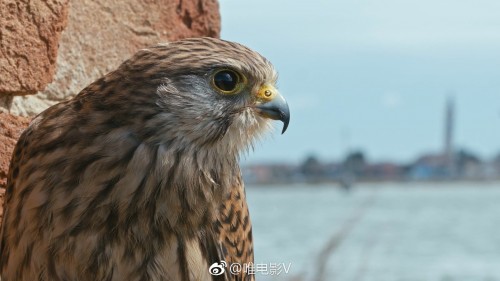 纪录片《野性威尼斯》