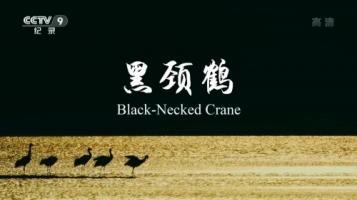 [CCTV9]《中国珍稀物种·黑颈鹤》全1集 1080P/TS录制 百度网盘下载