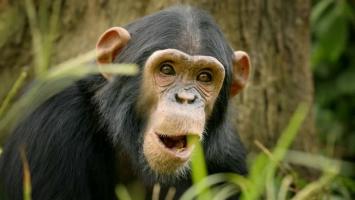 Sky |《神奇的动物家庭——后猴子》全3集 1080P 英文