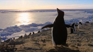 Disney |《企鹅(2019)》超清1080P