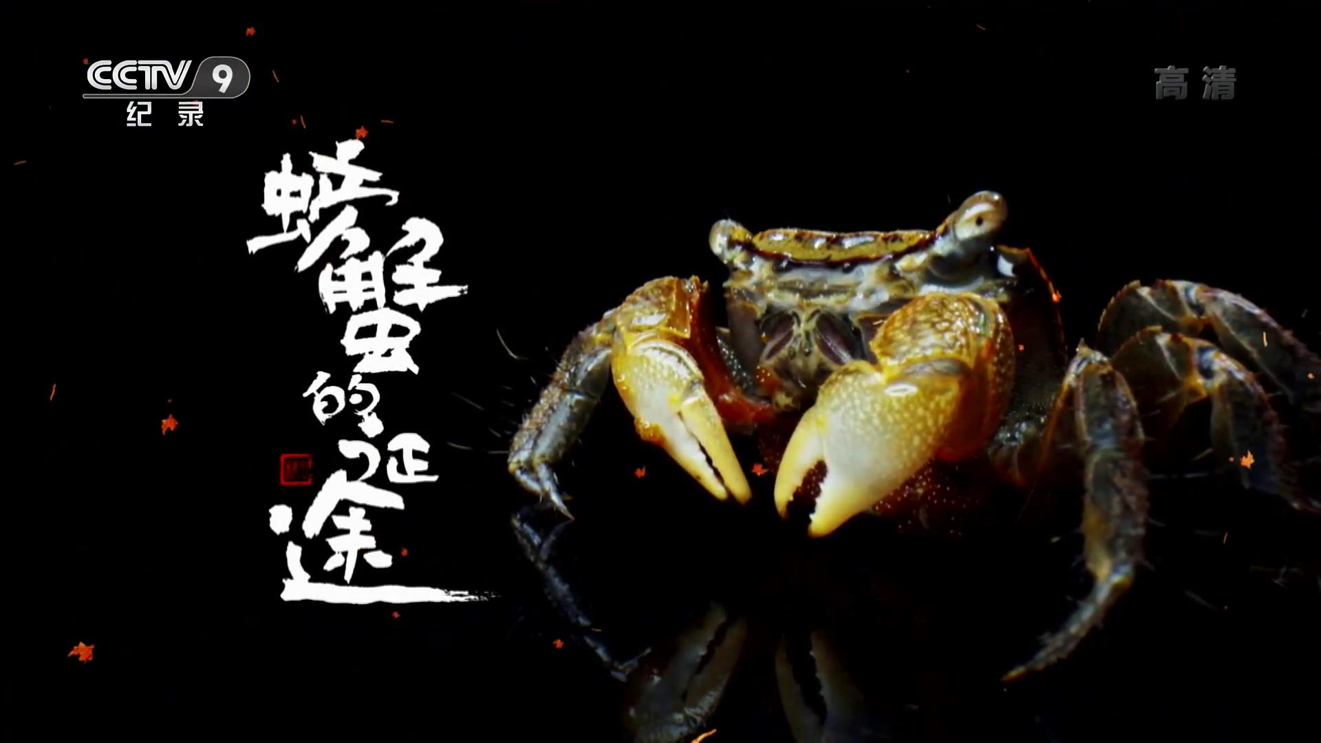 纪录片《螃蟹的征途》