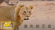 EBC《消失的王者 首部曲：沙漠雄狮》1080P/4K* 分享