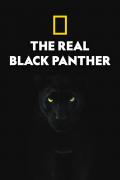 国家地理 真黑豹无双 The Real Black Panther 高清1080P片源
